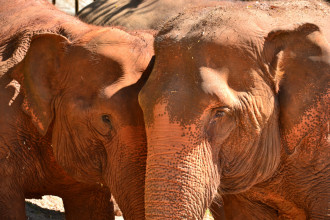 Elephant Nature Park - Un paradis pour ces animaux